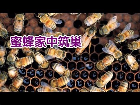 家裡有蜜蜂|住家出現蜂窩怎麼辦呢？打1999搞定 